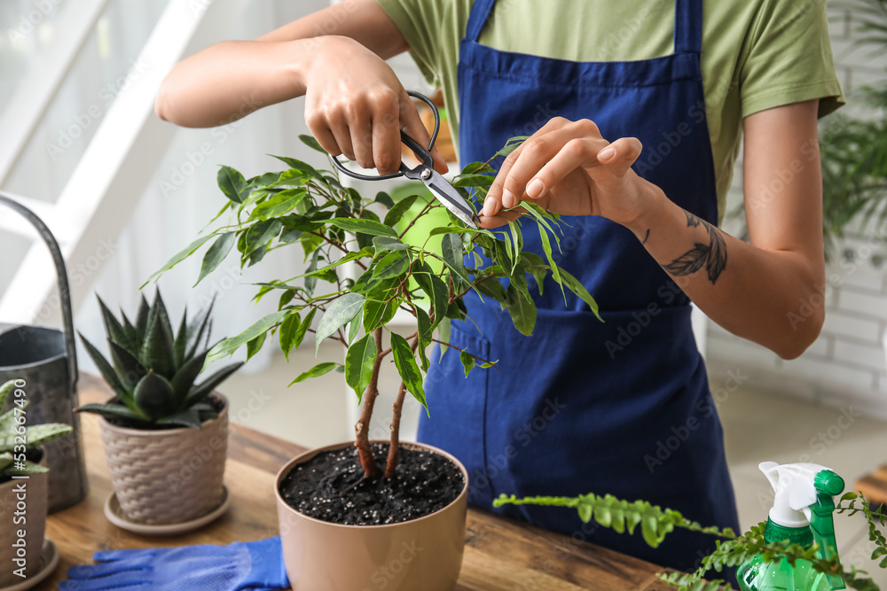 Woman cutting leaf of ficus tree at home