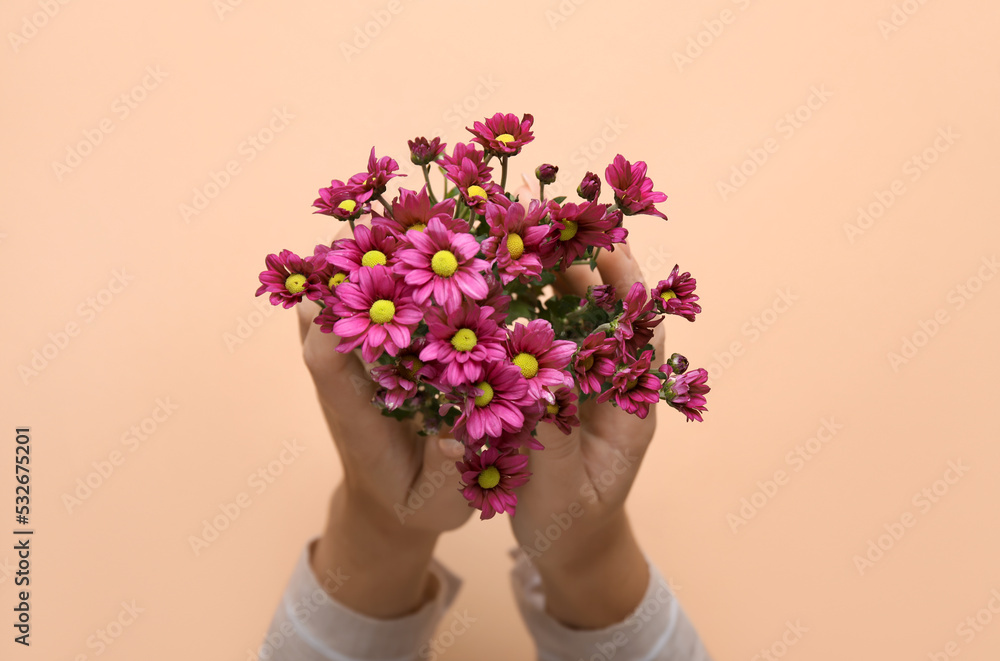 米色背景菊花女人，特写