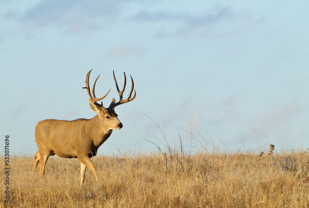 Mule Deer buck在蓝天的映衬下穿过一片开阔的草地——有足够的空间供复制、文本，