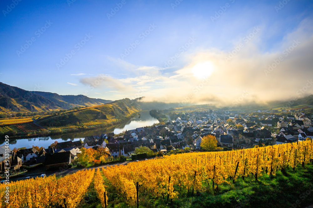 The Moselle loop in autumn, a beautiful river in Germany, makes a 180 degree loop. with vineyards an