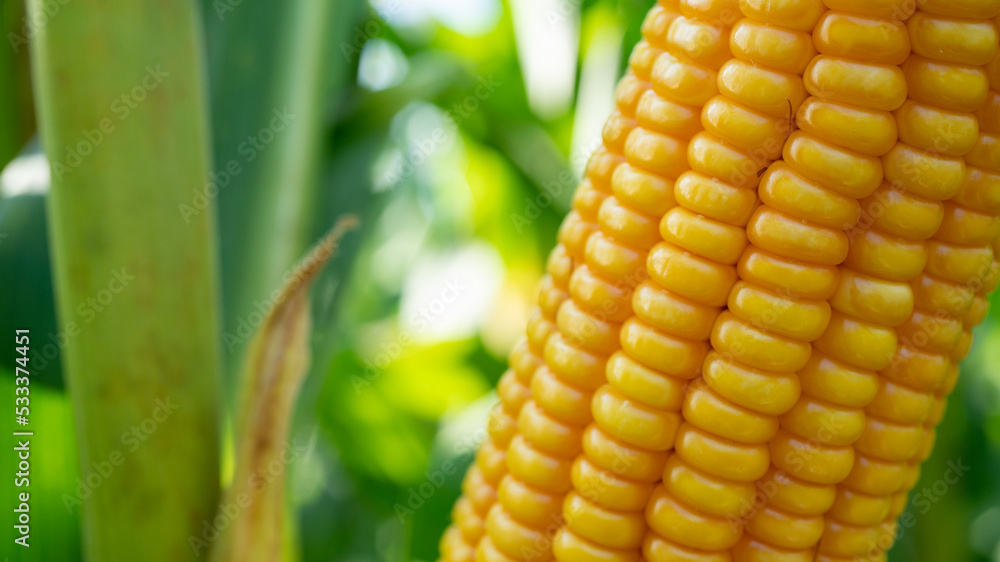 Corn cob in organic corn field. Corn Garden agriculture plant