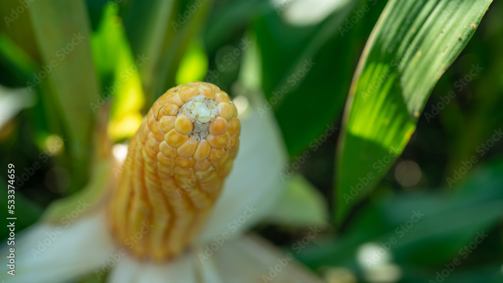 有机玉米地里的玉米棒。玉米园农业植物