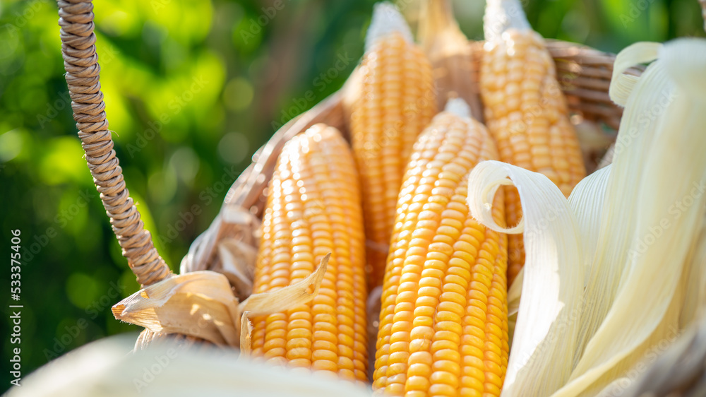 Corn Sweet Corn in Basket. Corn placed in a basket. Farmer harvest concept