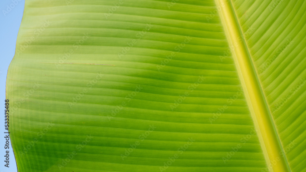 Nature Banana Leaf background. Tropical Leaf Banana.