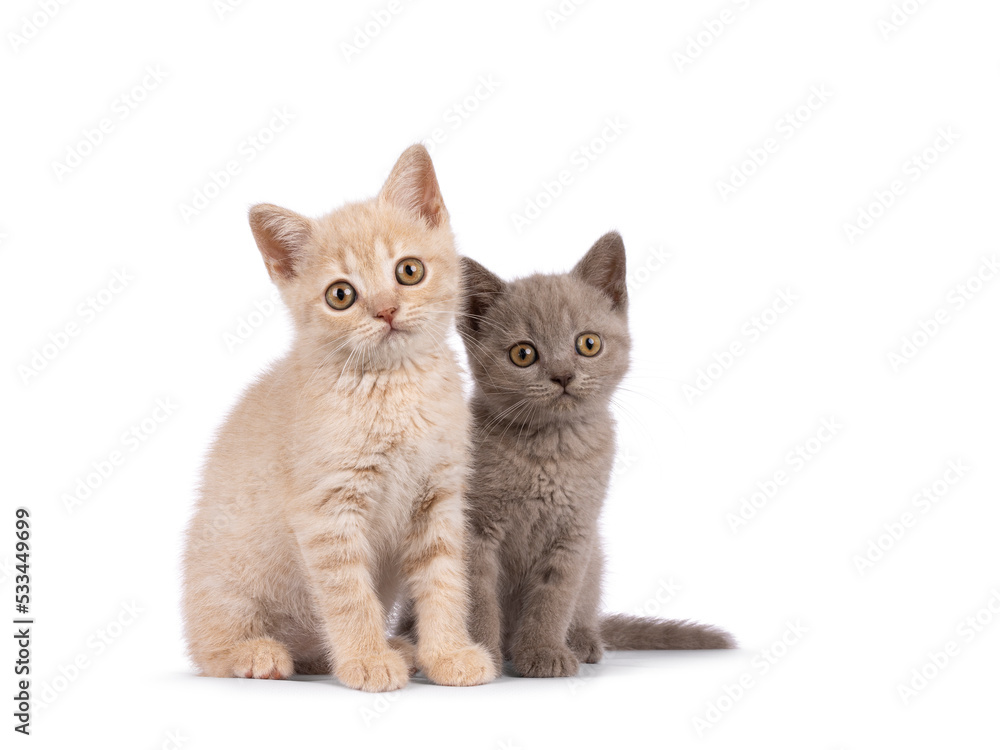 Adorable duo of cream and lilac Shorthair cat kittens, sitting beside each other. Looking towards ca