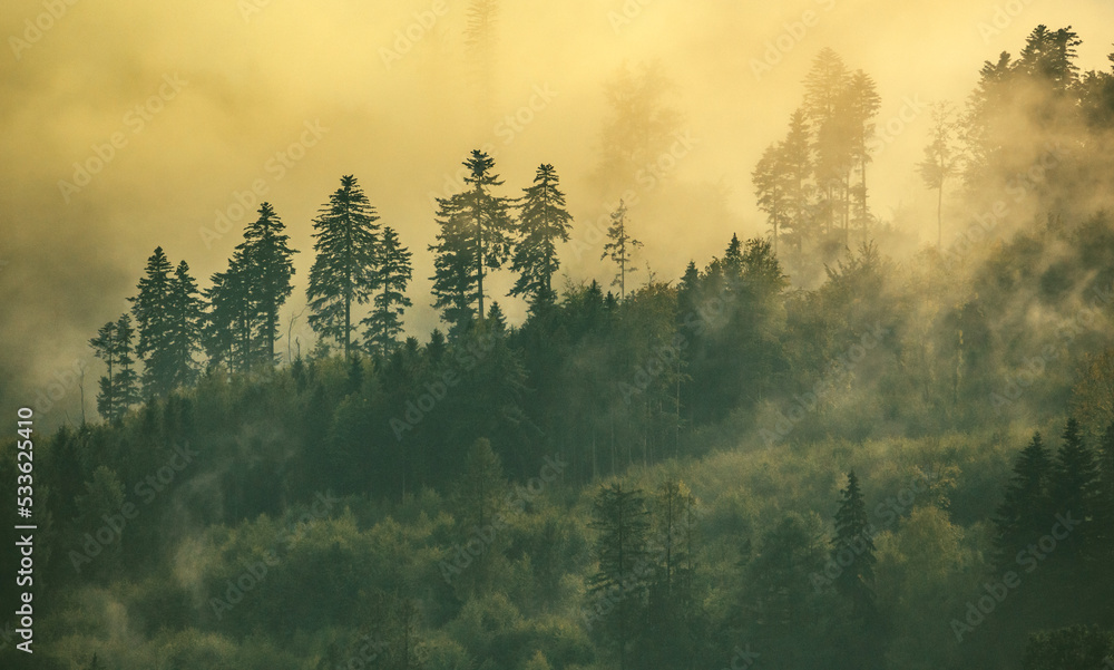 Misty landscape with foggy forest wallpaper