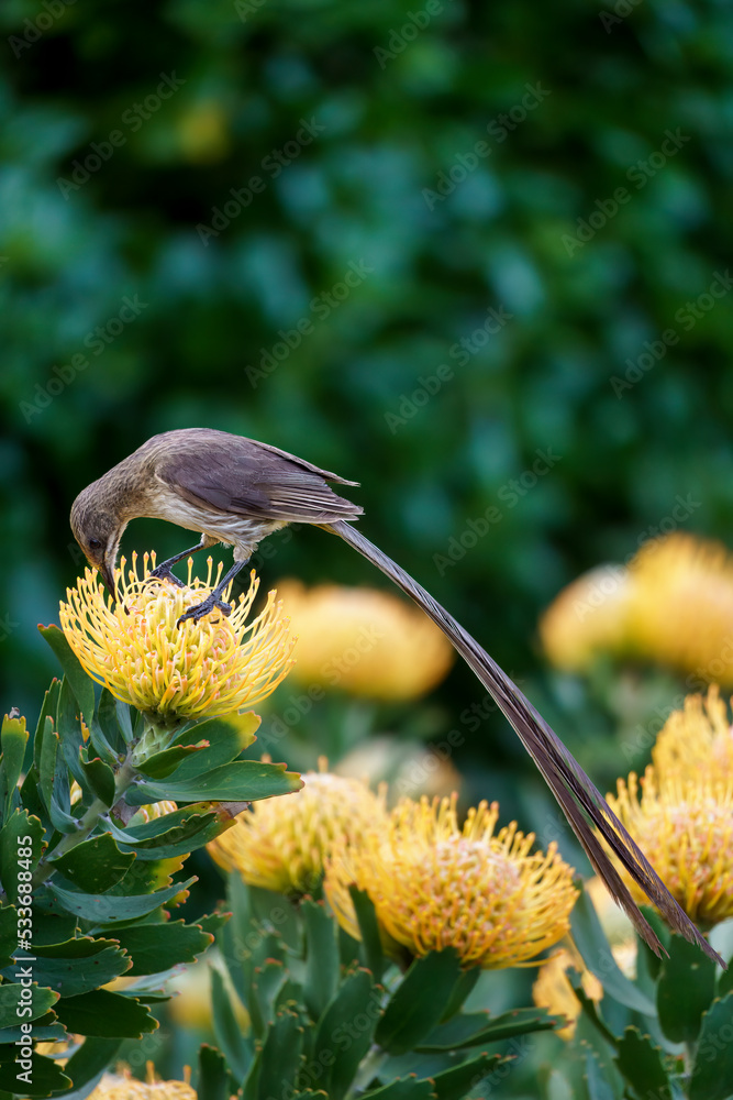 开普糖鸟（Promerops caffer）以Pincushion protea花为食。Hermanus，鲸鱼海岸，Over