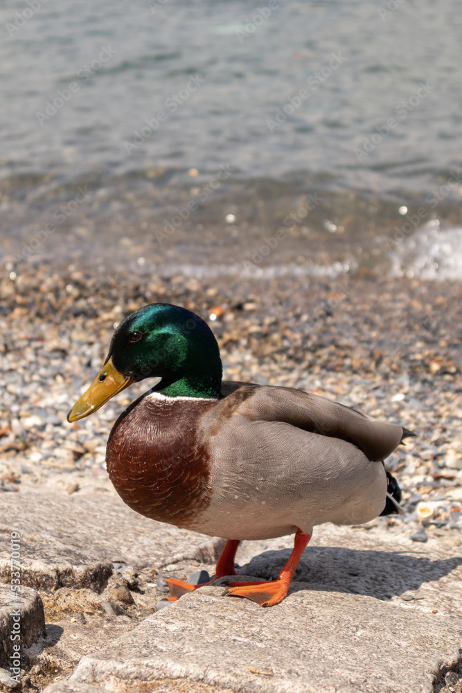 科莫湖的Mallard。Anas platyrhynchos