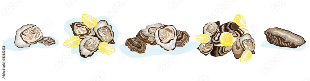 Set of tasty oysters on white background