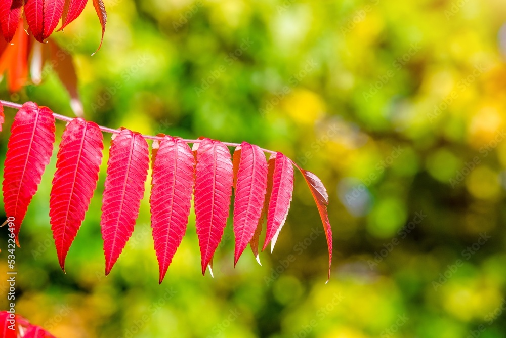 Autumn background-red leaves in the city Park 