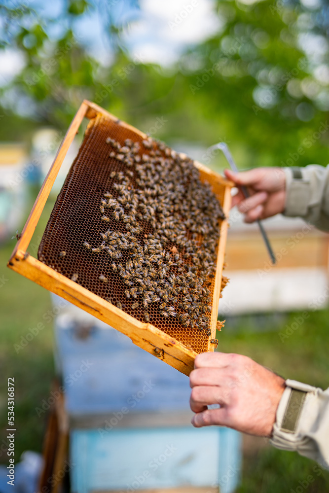 Beekeeper holding frame with honey. Wooden beehive frame holding in hands.