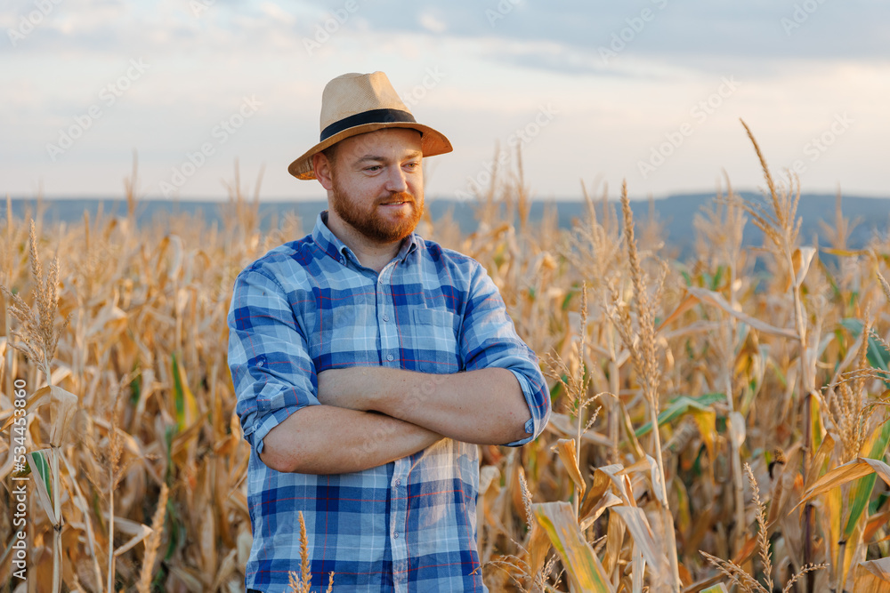 Side view of a young farmer standing in corn field examining crop at sunset