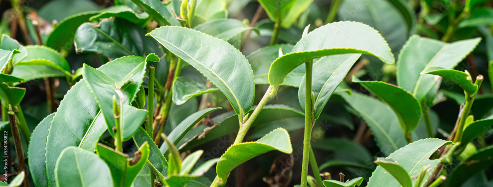 美丽的绿茶作物园排景，为鲜茶产品设计理念。