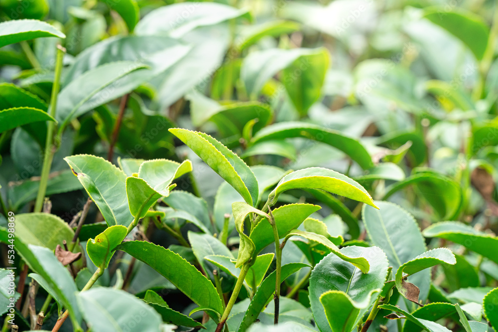 美丽的绿茶作物园一排排的场景，为鲜茶产品设计理念。