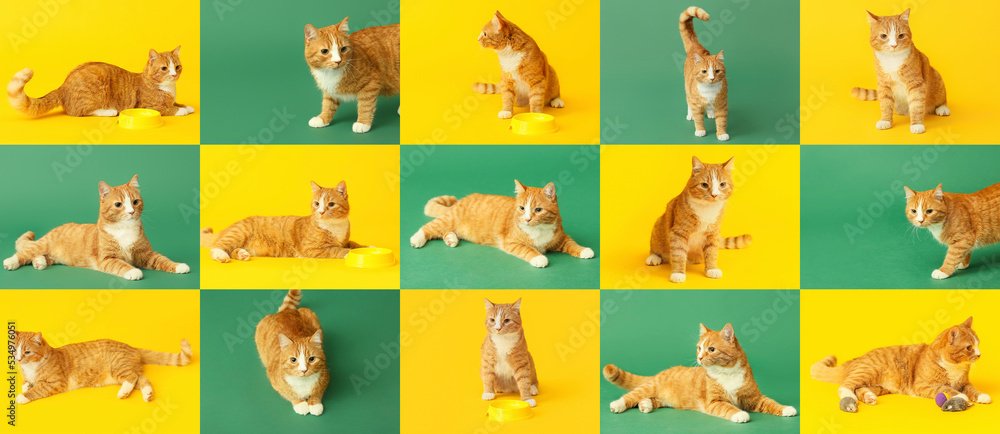 Collage with cute red cat on colorful background