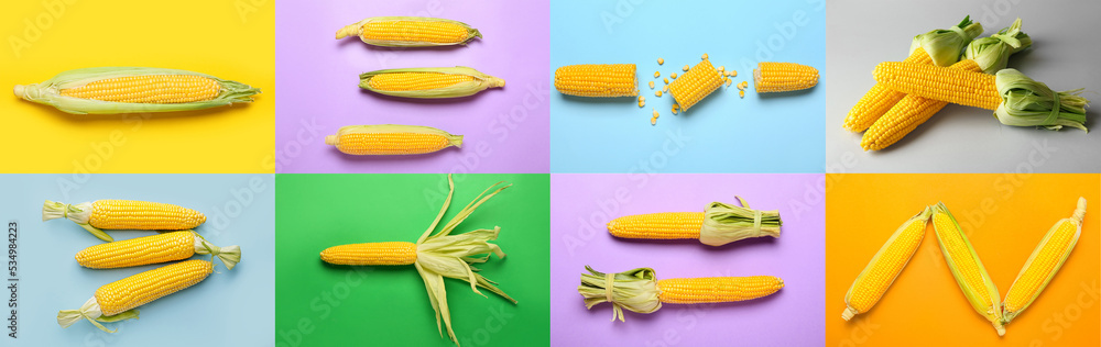 Collage with many corn cobs on colorful background