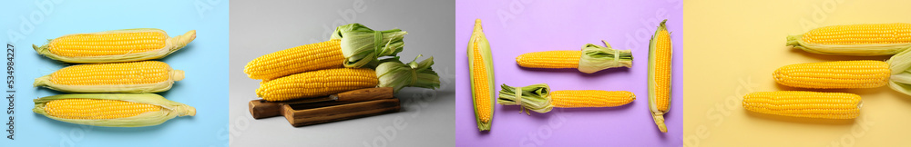 Collage with many corn cobs on colorful background