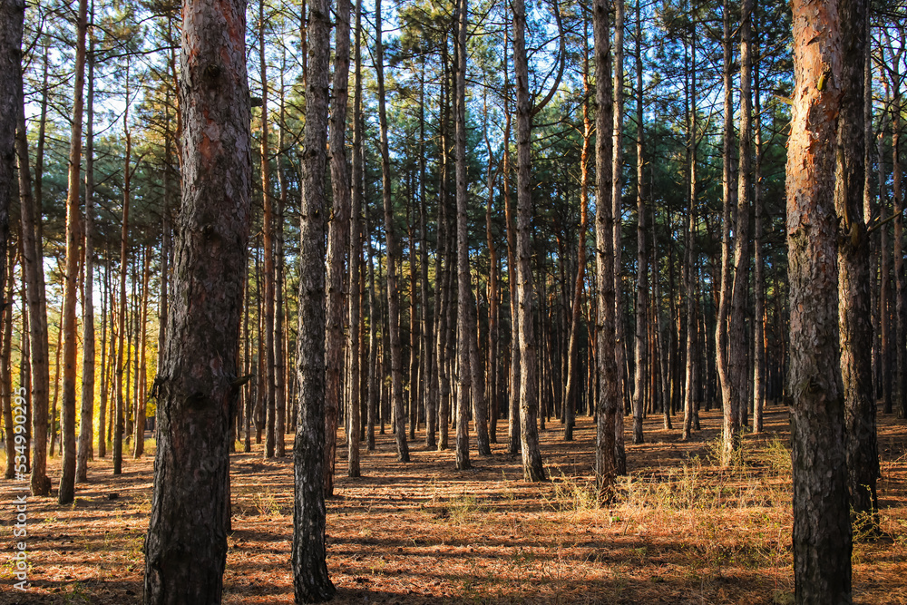 Pine trees in forest on sunny autumn day