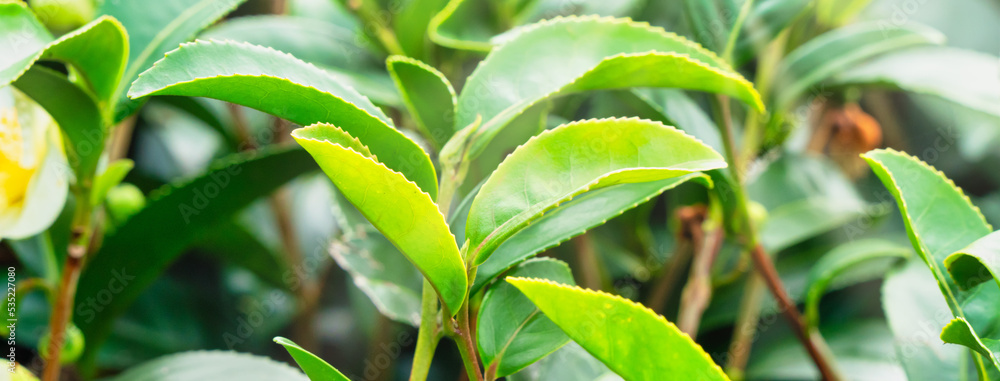 美丽的绿茶种植园场景，新鲜茶叶产品的设计理念。