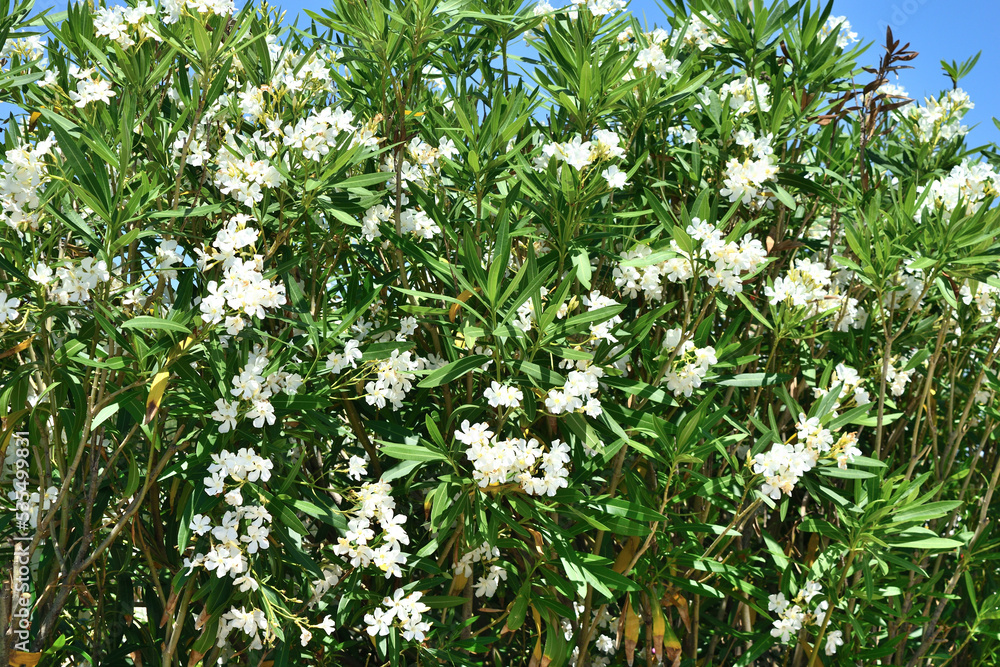 田野里的白花