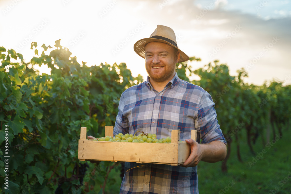 Front view a young farmer winegrower worker man in a hat stands with box full of grapes in his hands