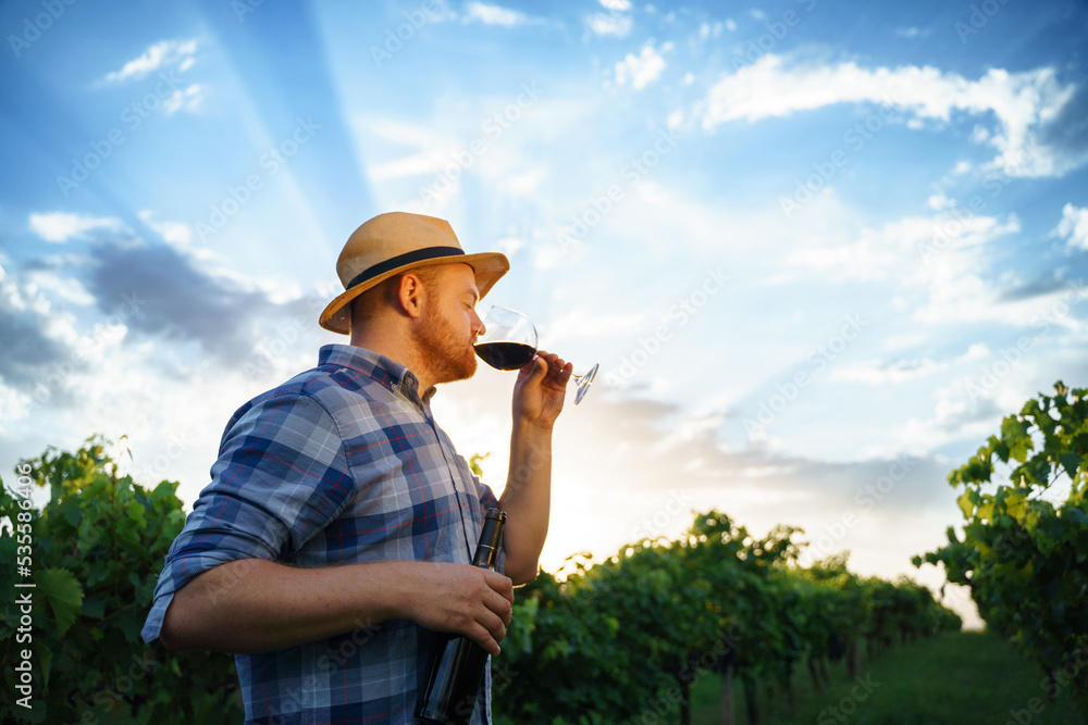 Young man in the vineyard tasting red wine, toned.