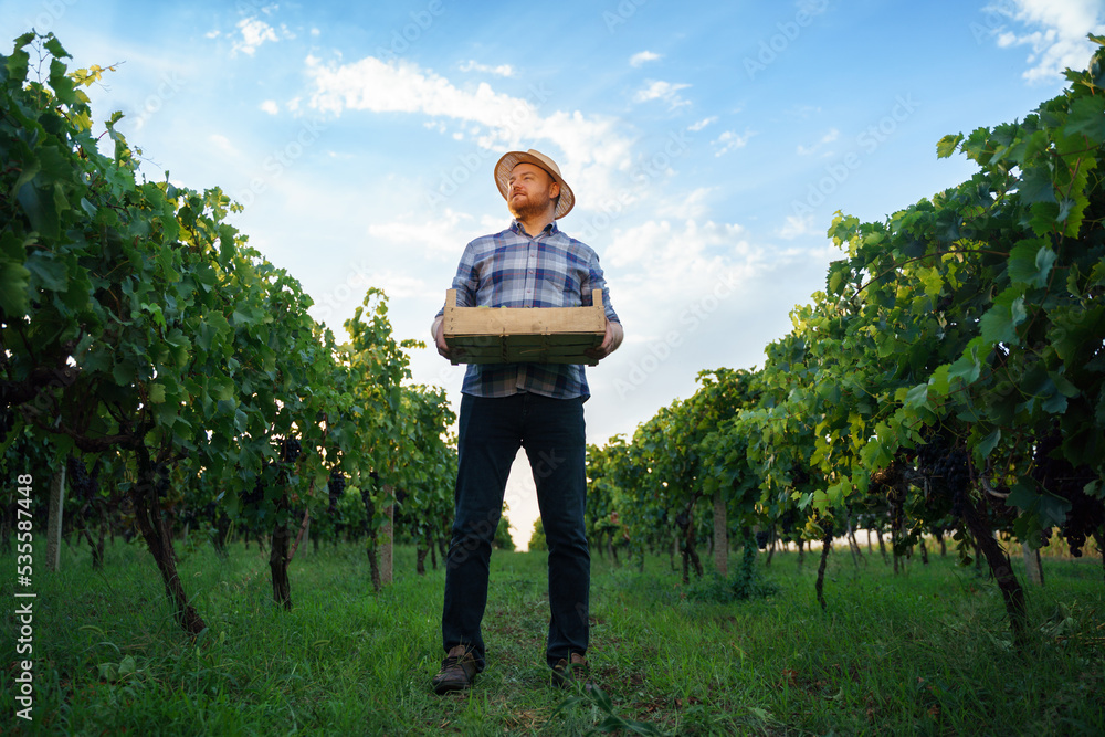 Front view a young farmer winegrower worker man in a hat stands with box full of grapes in his hands