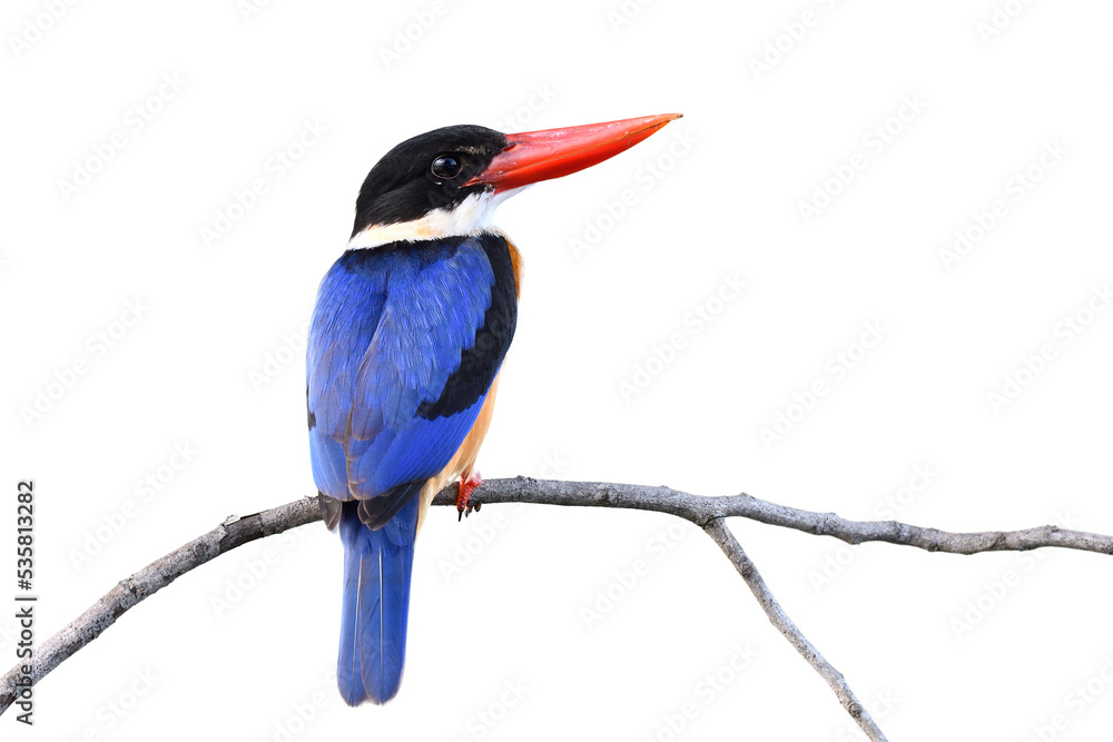 lovely blue wings brid with black head and red bills perching on thin wooden branch isolated on whit