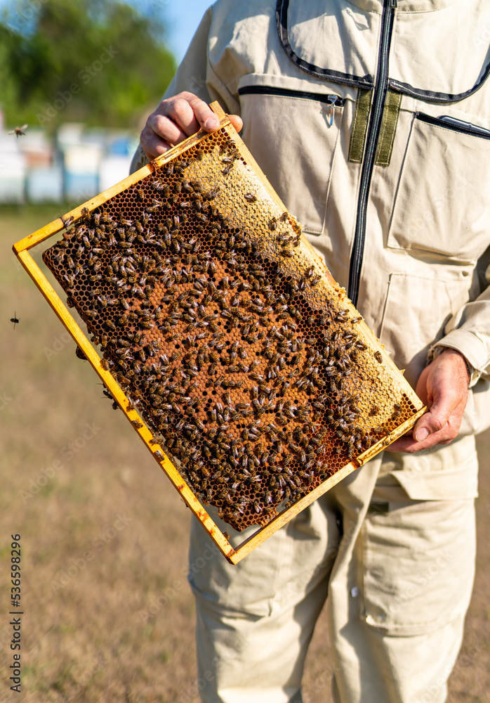 Summer honey beekeeping frames. Wooden beehive frame with insects.