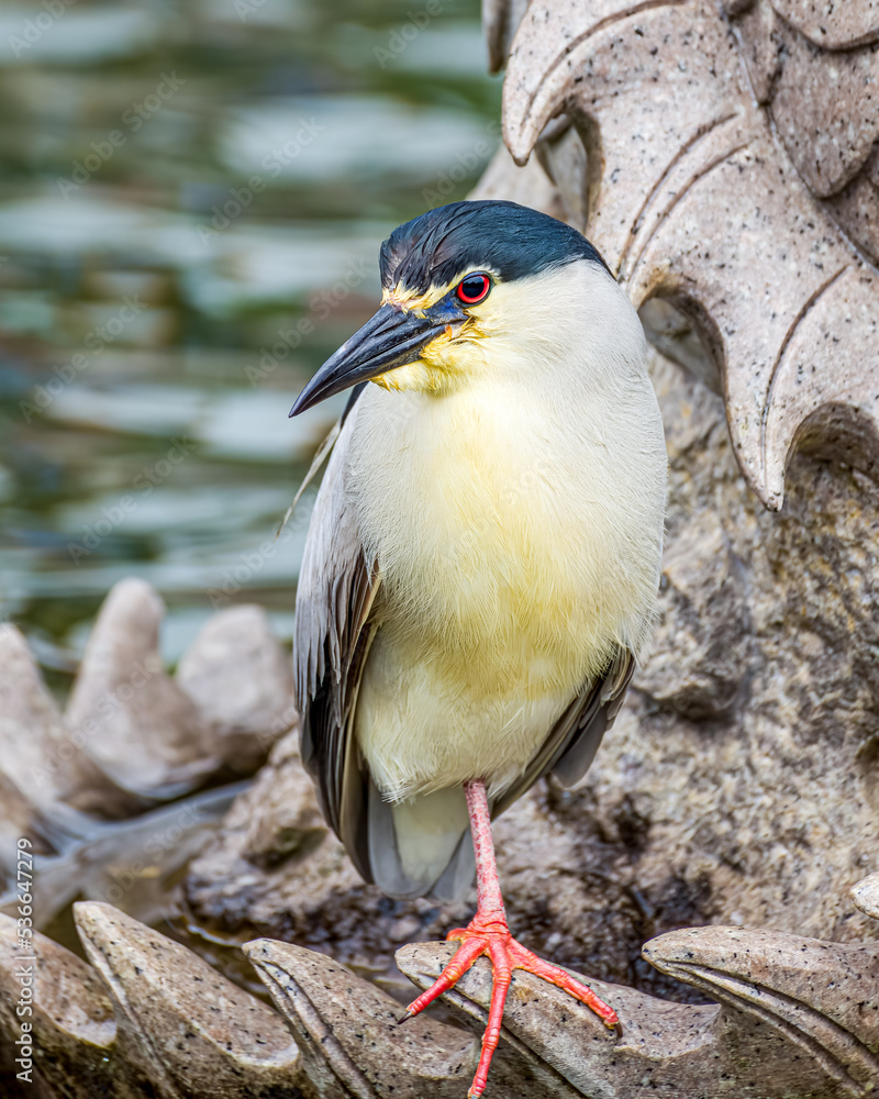 Night heron in Dali city Yunnan province, China.