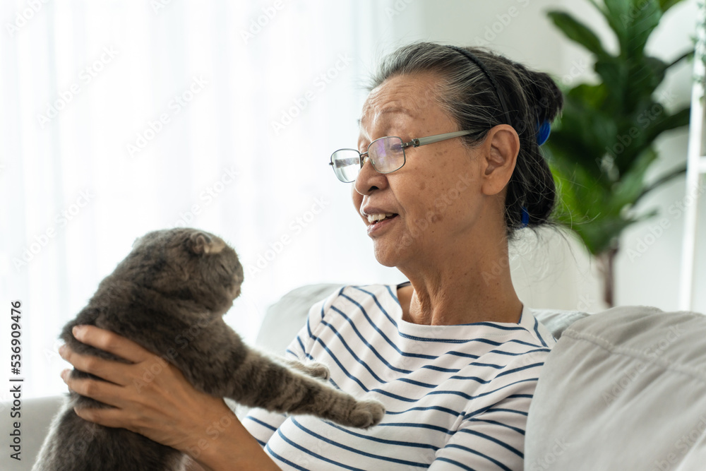 一对亚洲高级夫妇在客厅里抚摸家猫玩耍。