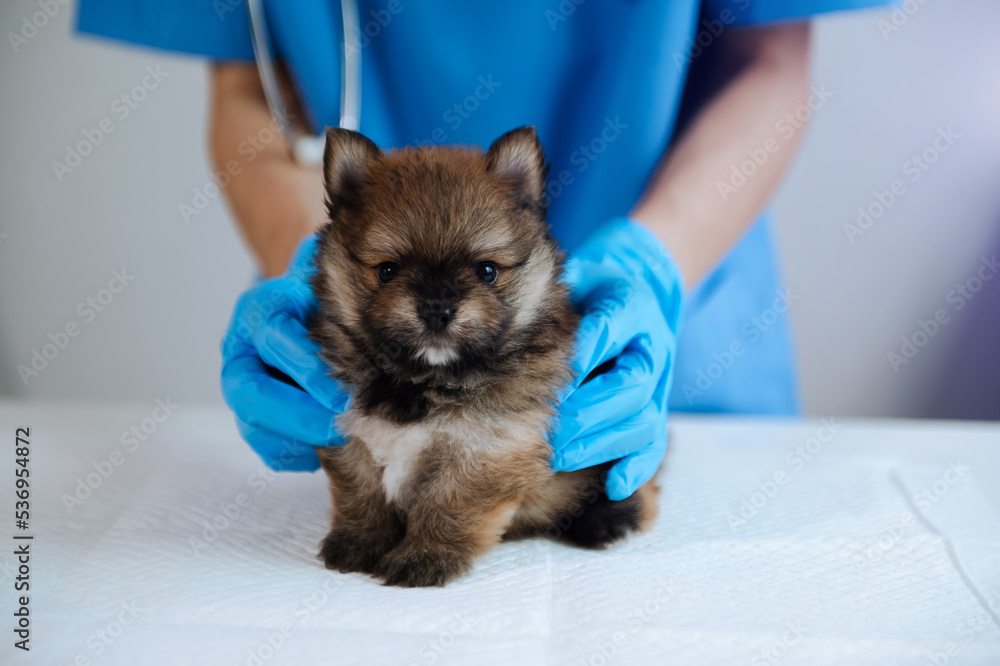 Vet listening Pomeranian dog with stetoscope in veterinary clinic