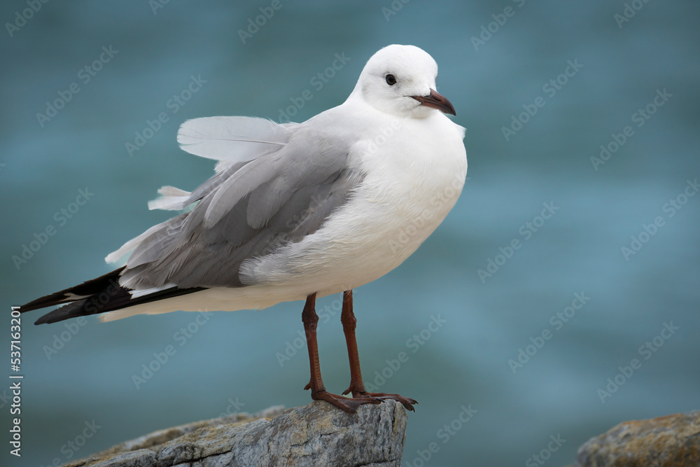 Hartlaubs gull or king gull (Chroicocephalus hartlaubii). Kleinmond, Whale Coast, Overberg, Western