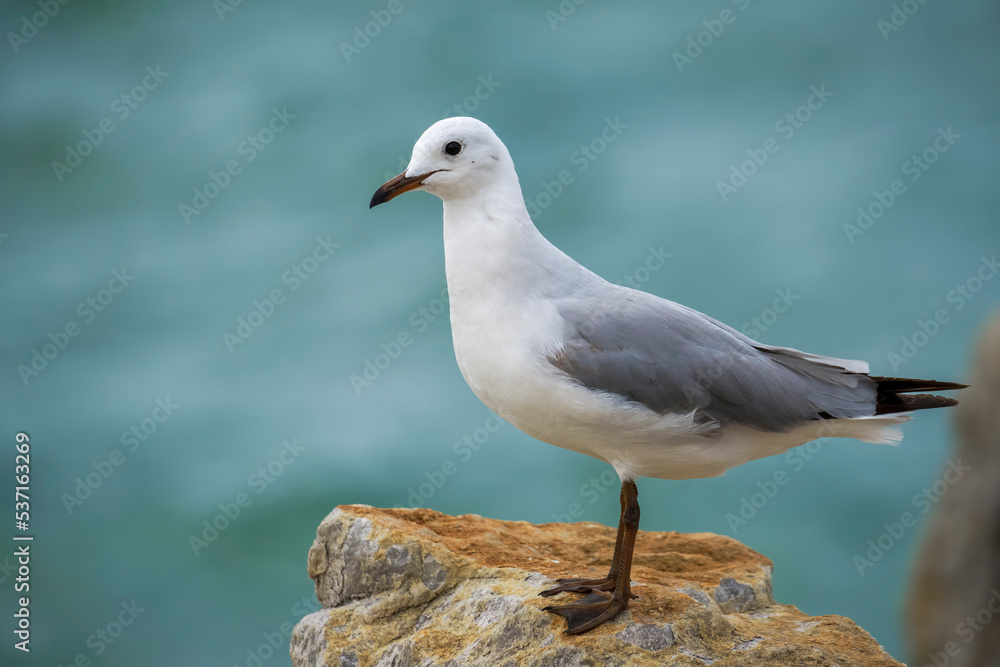 Hartlaubs海鸥或帝王鸥（Chroicocephalus hartlaubii）。Kleinmond，鲸鱼海岸，Overberg，西部