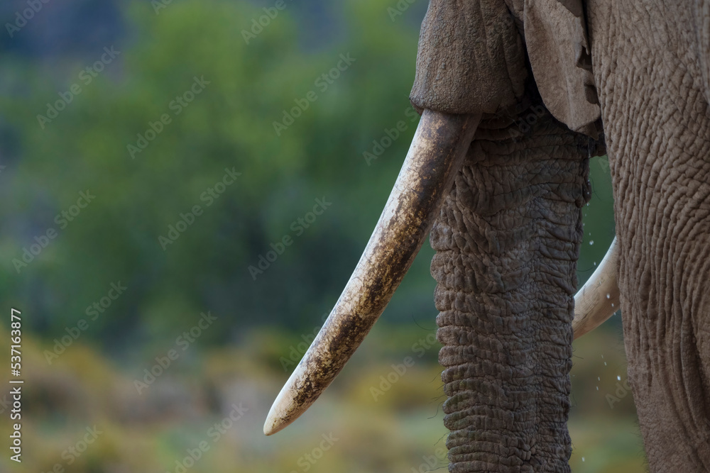 Detail of African bush elephant (Loxodonta africana tusk and trunk. Karoo, Western Cape. South Afric