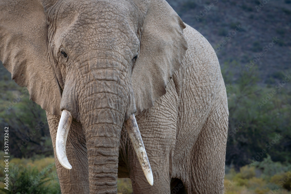 非洲灌木象（Loxodonta africana）。南非西开普省卡鲁