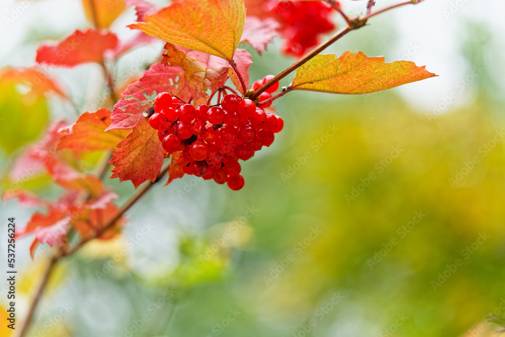 红色秋葵玫瑰Viburnum opulus果实在树枝上的特写