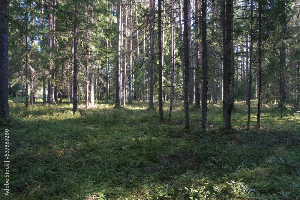 Geographical station Zhelezo, Lugsky district, Leningrad region, Russia