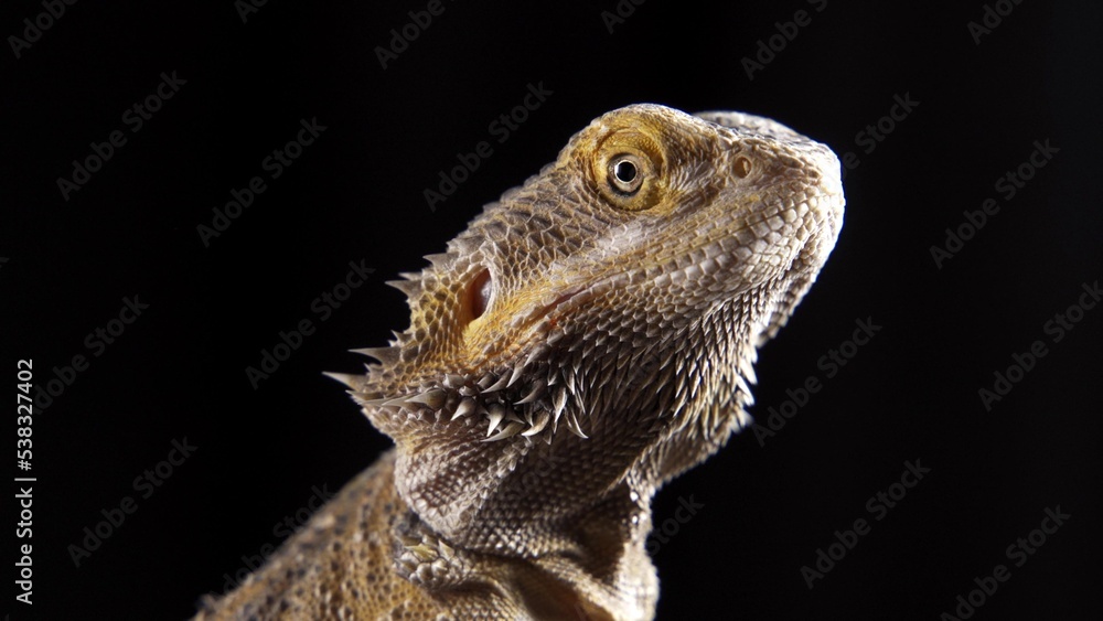 一只非常美丽的蜥蜴坐在石头上。Pogona Vitticeps或Beard Dragon。澳大利亚龙舌兰