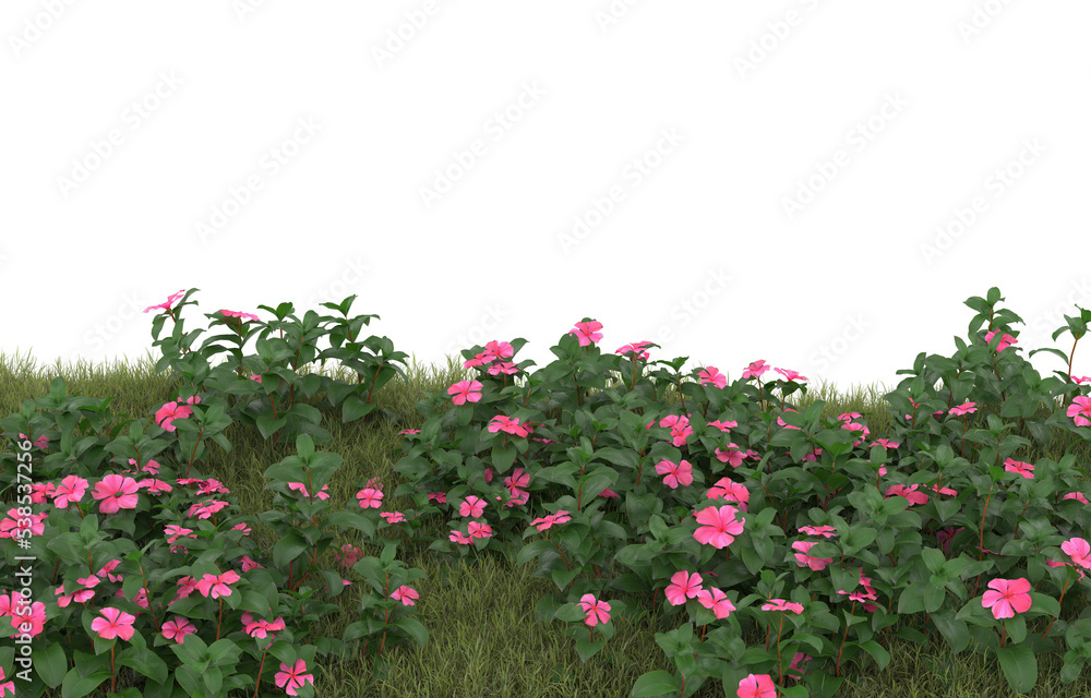 Field of grass with flowers on transparent background. 3d rendering - illustration