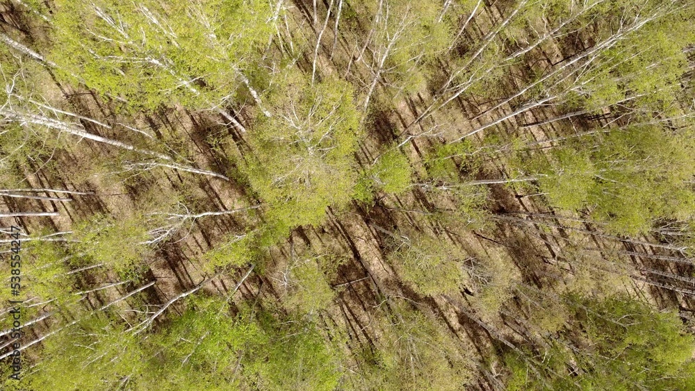 鸟瞰森林。细长的高大树木。森林广阔。