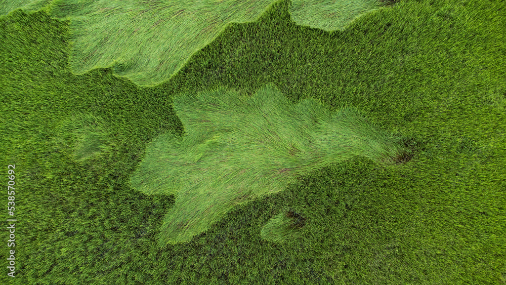 Aerial. Green ricefield texture background. Top view from drone.2 parts, perennial rice and broken r