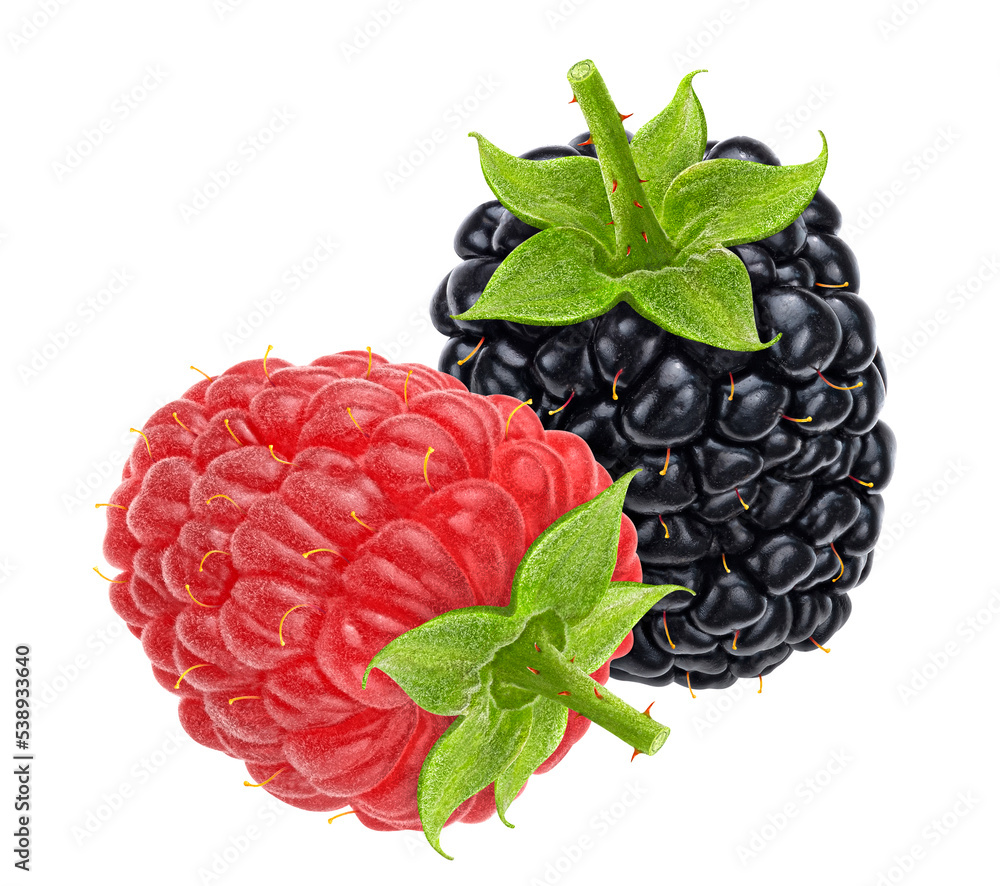 Raspberry and blackberry isolated on white background