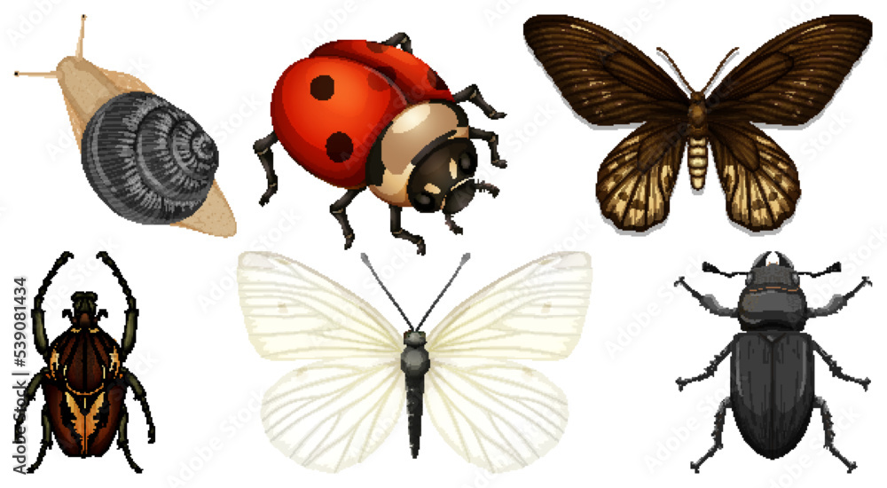 Set of different kinds of insects