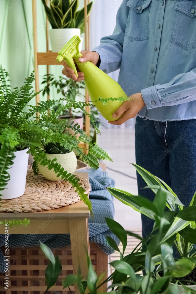 妇女在家里向绿色室内植物喷水