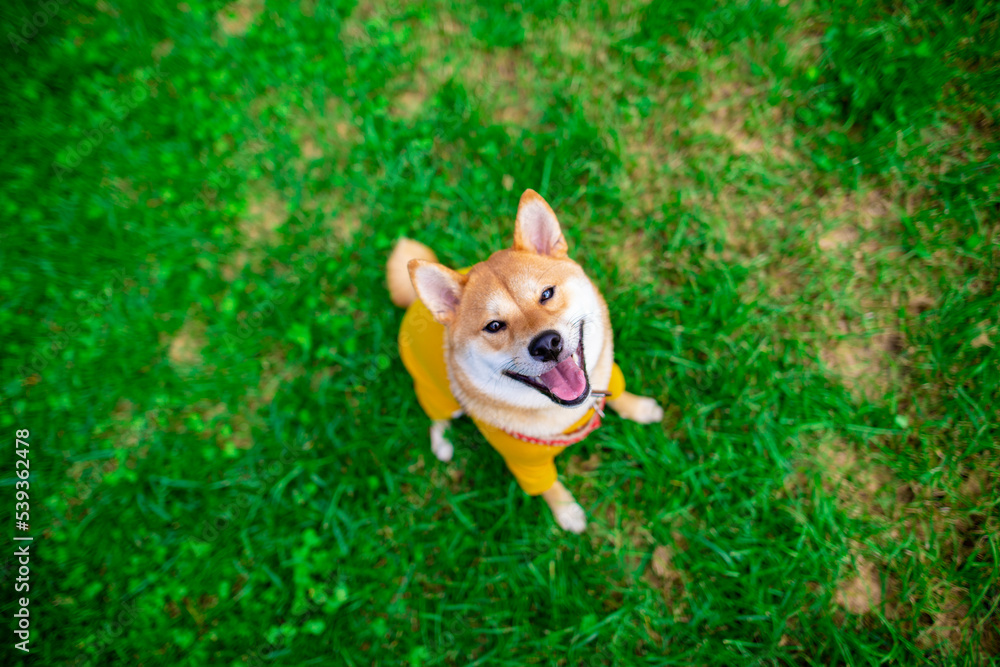 可爱的柴犬坐在绿草上，柴犬站在公园的草地上，