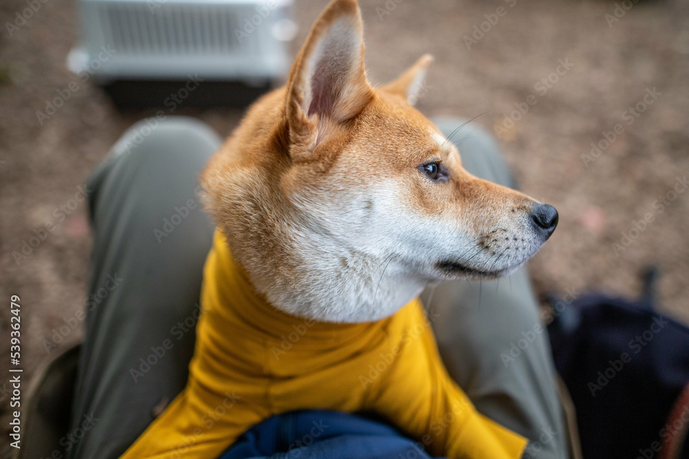 可爱的shiba inu品种的狗打哈欠的特写，shiba inus狗在家，