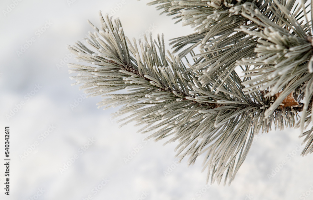 雪中的云杉树枝，冬日的心情。