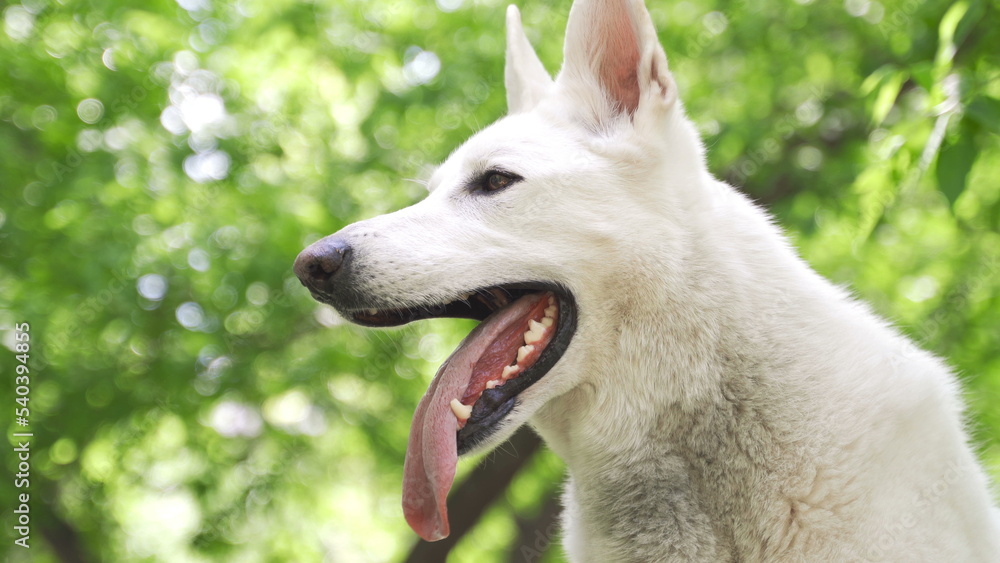 一只白色瑞士牧羊犬伸出舌头，大口呼吸。公园里的狗躺在地上