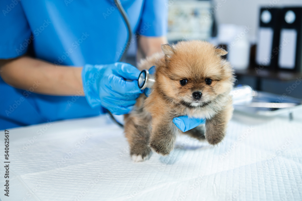 Vet listening Pomeranian dog with stetoscope in veterinary clinic